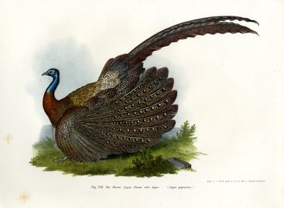 Argus Pheasant by German School